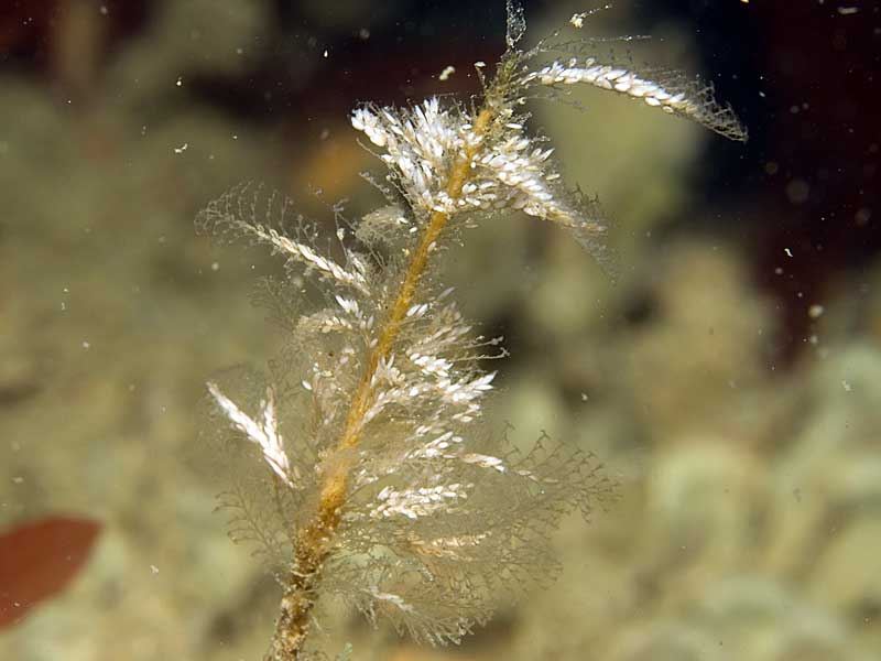 Plumularia setacea